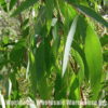 Eucalyptus Oil Bulk Wholesale